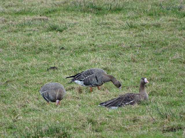 詹姆斯的第 詹姆斯的第