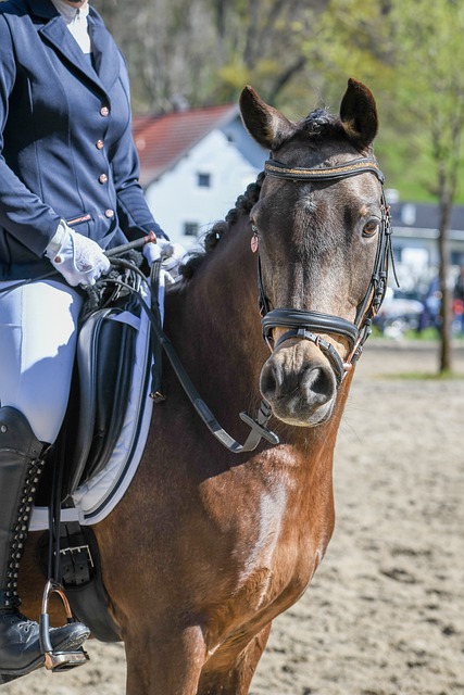 性马竞更有 性马竞更有