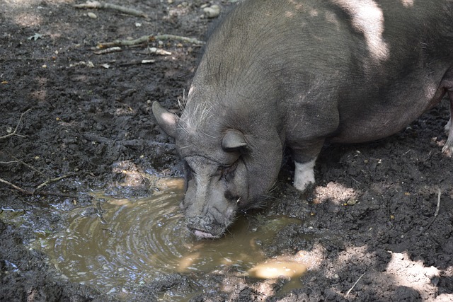 文图斯的一 文图斯的一